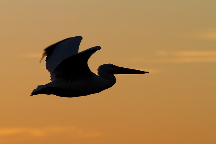 Weisser Pelikan Pelecanus erythrorhynchos  American White Pelican